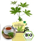BIO Zuckerstrauch, winterhart