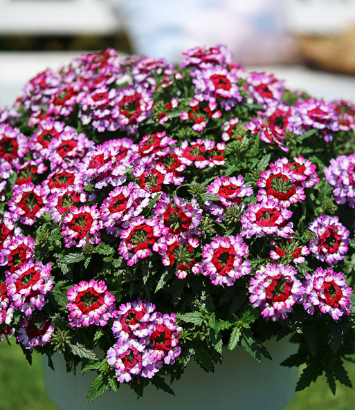 Verbene 'Drums Purple Red'