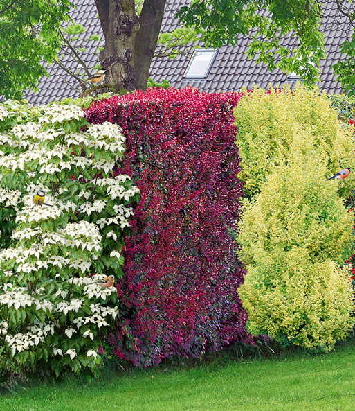 Vogelschutz-Hecke 'Bird-Lover'