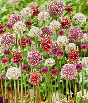 Allium-Mix 'Tropical Vibes'