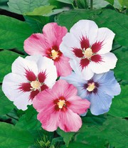 Hibiskus-Hecke