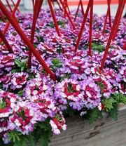 Verbene 'Drums Purple Red'