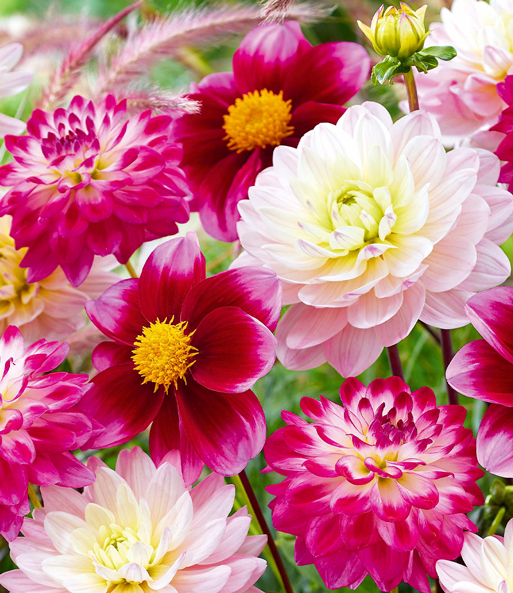 Dahlien-Mix 'Candy Cottage'