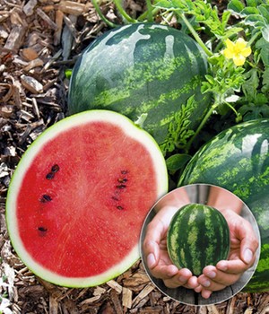 Mini Wassermelone 'Mini Love' F1