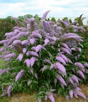 Sommerflieder 'Grand Cascade'