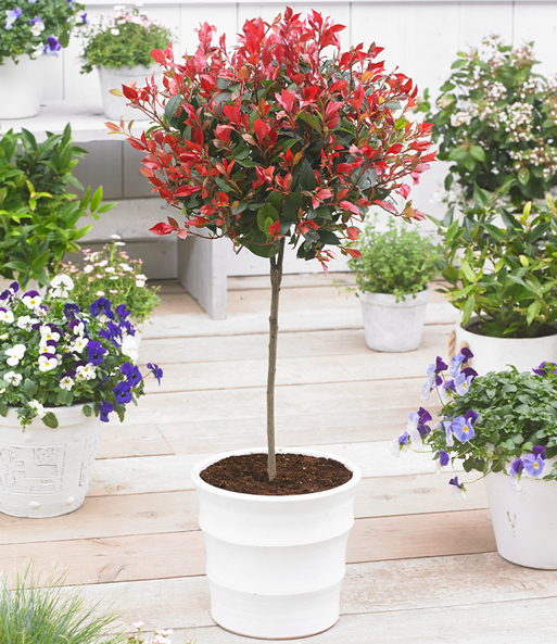 Immergrünes Photinia-Stämmchen 'Little Red Robin®'