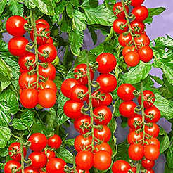 Tomaten