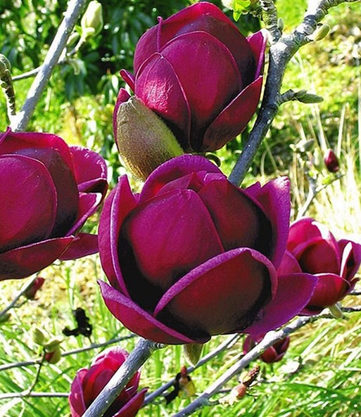 Magnolien-Sortiment zum Vorteilspreis