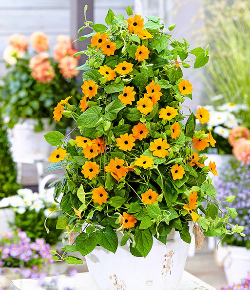 Die orangenen Blüten der Thunbergia erstrahlen in einem Übertopf auf einer Terrasse.
