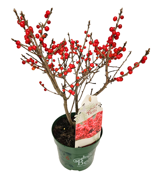 Ilex 'Jingle Bells®'