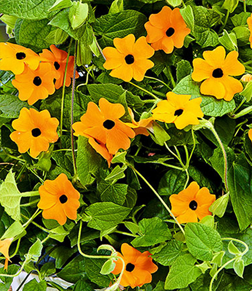 Orange Thunbergia 'Orange Fiss'