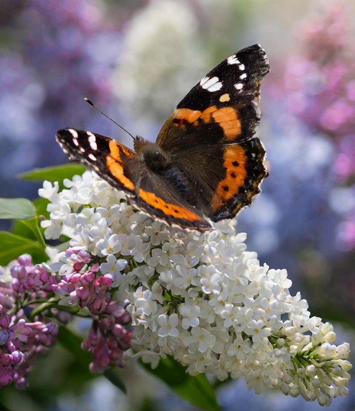 Ein dunkler Schmetterling sitzt auf einer Weißen kegelförmigen Blüte.