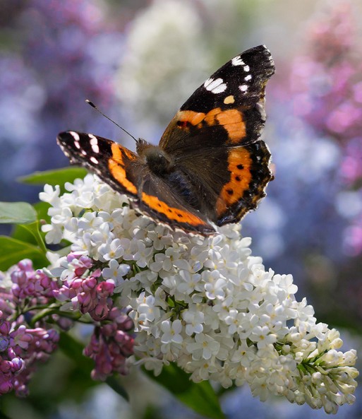 Sommer-Flieder 'Papillion Tricolor'