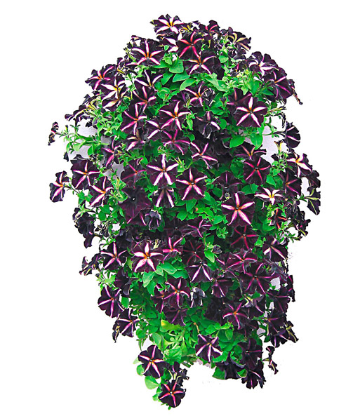 Flower Tower®