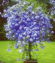 Stämmchen 'Plumbago'