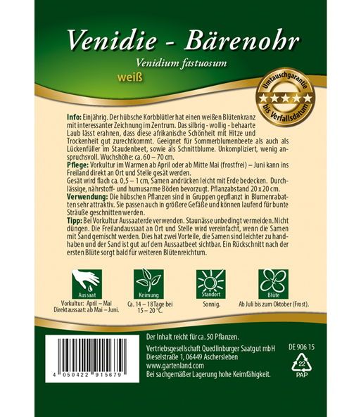 Bärenohr 'Venidie Weiß'