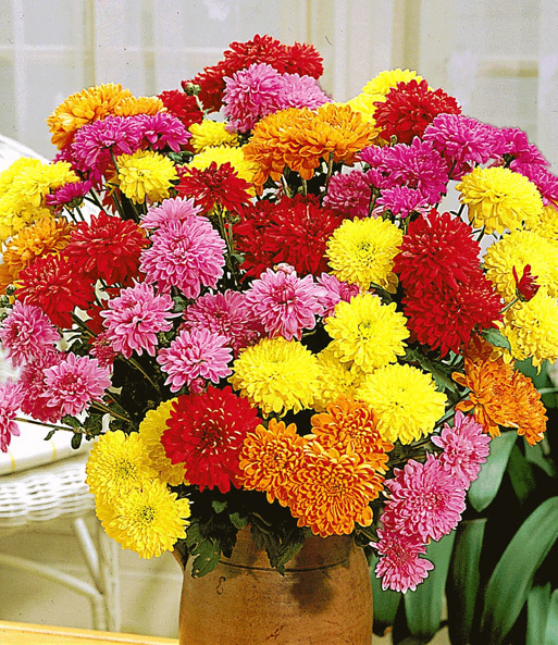 Gefüllte Garten-Chrysanthemen Mix