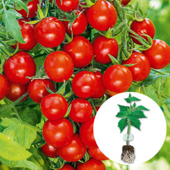 Tomaten Jungpflanzen