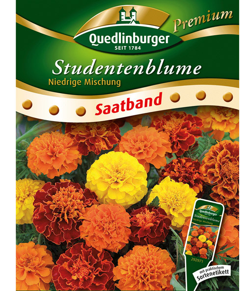 'Niedrige Studentenblume' Saatband