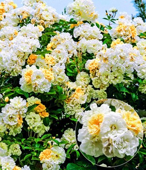 Rambler-Rose 'Christine Helene'