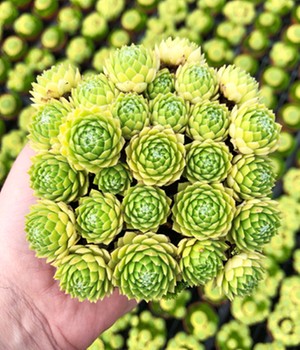 Sempervivum 'Lemon Flare®'