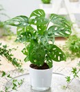 Monstera 'Monkey Leaf®'