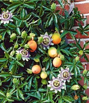 Exotisches Obst