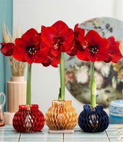 Wachs-Amaryllis in goldener Papierrosette