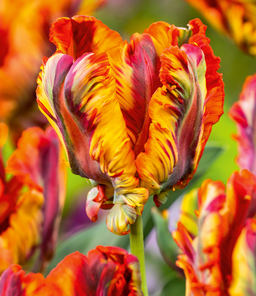 Papageien-Tulpe 'Rasta Parrot'