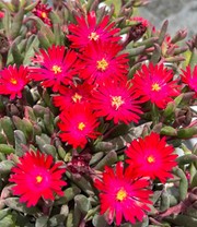 Delosperma 'Desert Dancers® Red'