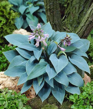 Riesen-Hosta blau 'Halcyon'