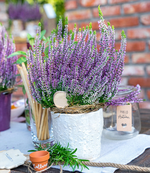 Calluna Knospenheide 'Herbstlavendel®', 13 cm-Topf