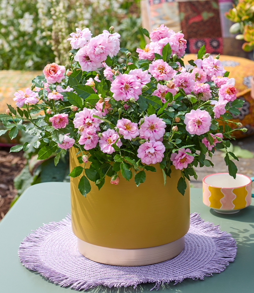 Rose 'Amirose®'