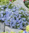 Blauer Teppich-Phlox