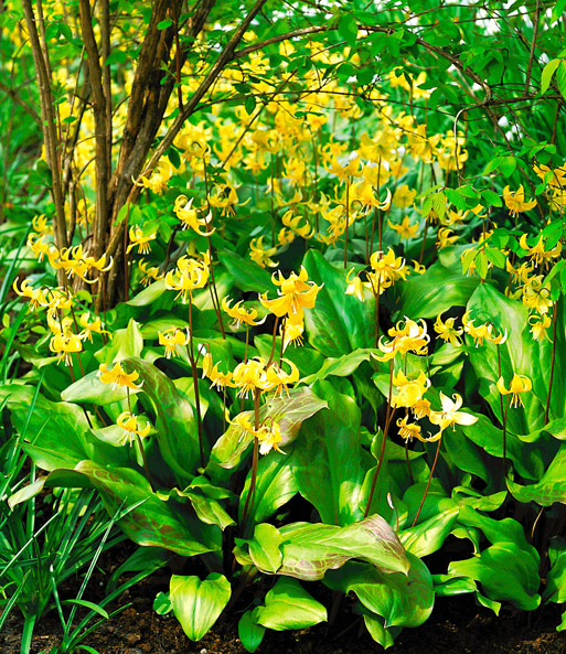 Erythronium