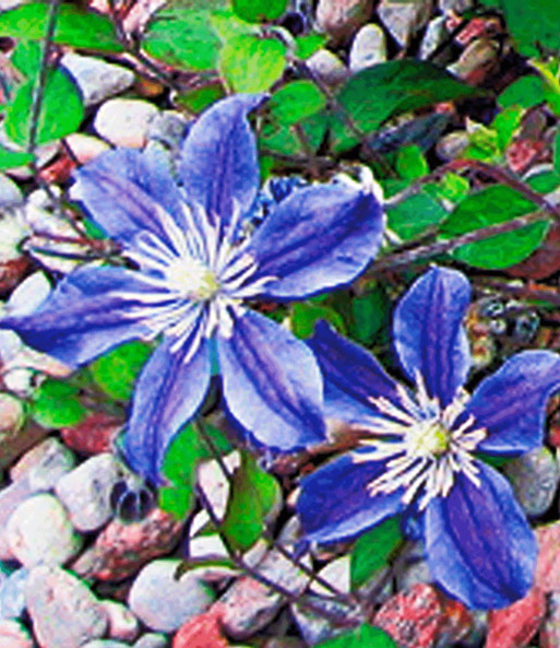 Bodendecker-Clematis 'Arabella'