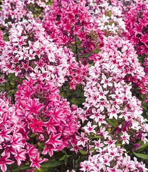 Phlox-Mix 'Palmyra'