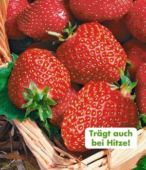 Immertragende Erdbeere 'Seascape®'