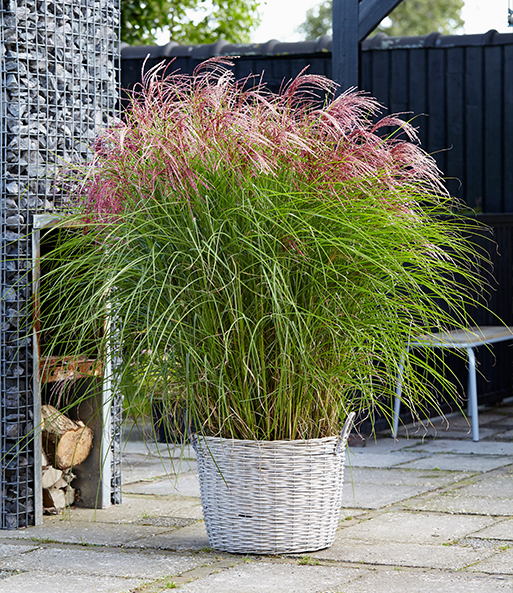 Miscanthus 'Red Cloud®'