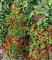 Veredelte Cocktail-Tomate 'Perlino'