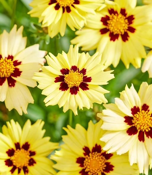 Coreopsis 'Solar® Mix'