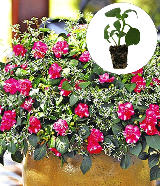Doppelt gefüllte Impatiens 'Hot Pink'