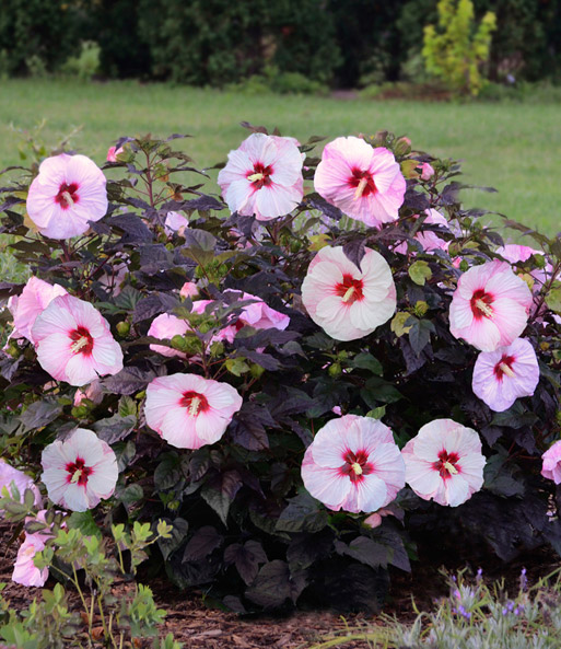 Winterharter Hibiskus 'Summerific®' 'Farb-Mix'