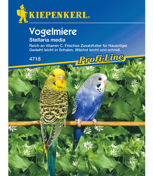 Vogelmiere