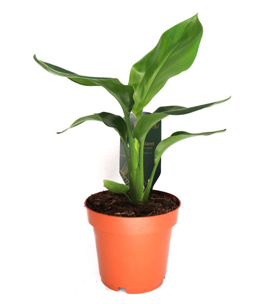 Baumstrelitzie 'Nicolai' ca. 30-40 cm