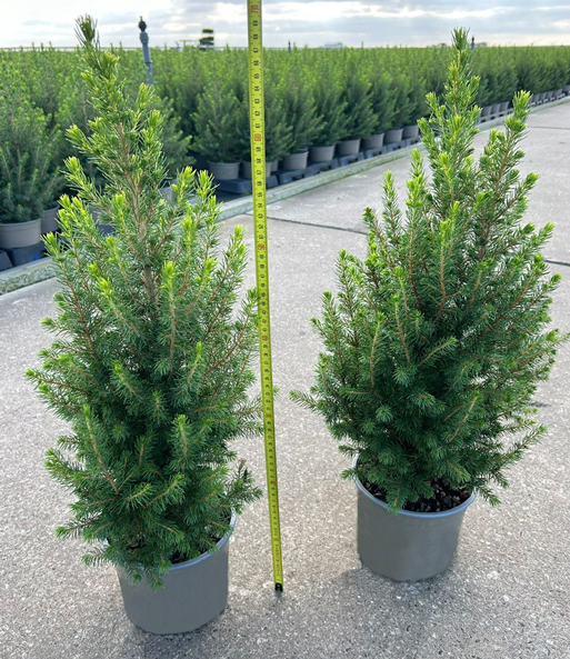 Zuckerhutfichte Picea Clauca Conica, inkl. Topf 60/70 cm hoch