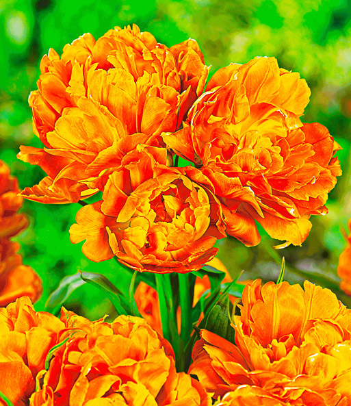 Tulpe 'Mont Orange'