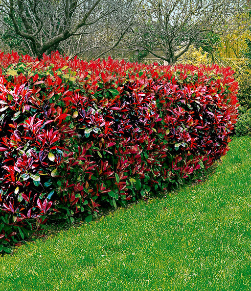 Photinia-Hecke 'Red Robin' 20 Pflanzen