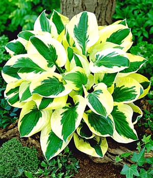 Riesen-Hosta 'Brim Cup'