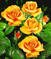 Edelrose 'Maja Oetker®'